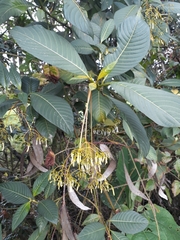 Palicourea lineariflora