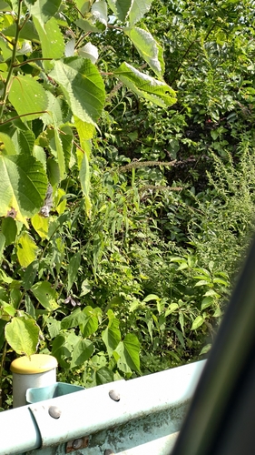 Butterfly bush