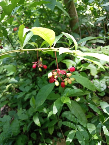 Neea psychotrioides, photograph 3