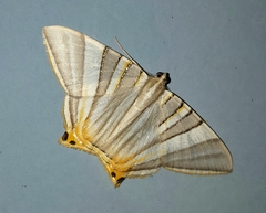 Phrygionis platinata