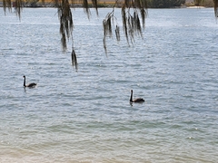 Cygnus atratus