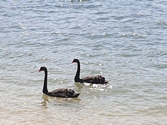 Cygnus atratus