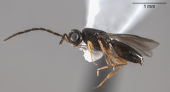 Megaspilidae