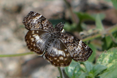 Chiomara georgina georgina