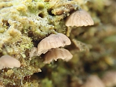 Resupinatus striatulus