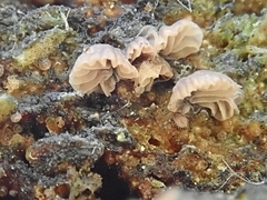 Resupinatus striatulus