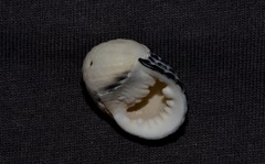 Nerita costata