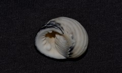 Nerita costata