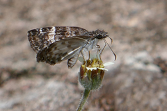 Chiomara georgina georgina