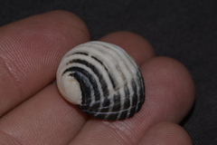 Nerita costata