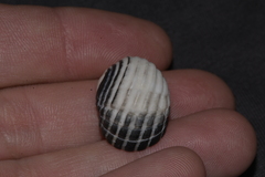 Nerita costata