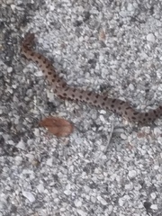 Sistrurus miliarius streckeri