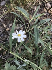 Melampodium leucanthum
