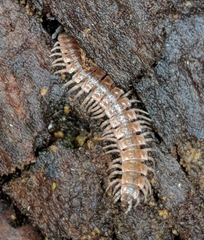 Pseudopolydesmus pinetorum