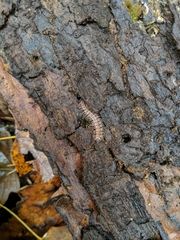 Pseudopolydesmus pinetorum