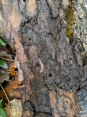 Pseudopolydesmus pinetorum