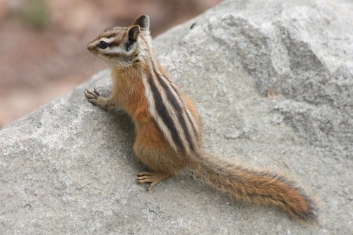 Colorado Chipmunk (Mammals of Texas) · iNaturalist Mexico