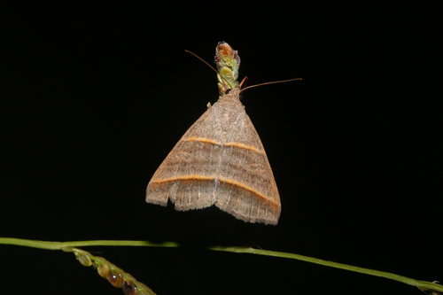 Ptichodis crucis