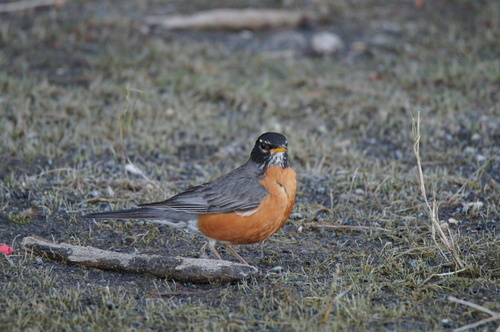 Western Robin