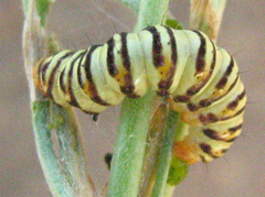 Lepidoptera