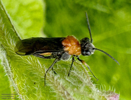 Dark-winged Weeper