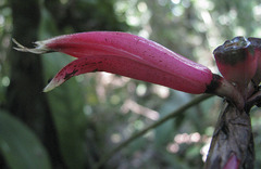 Heliconia metallica