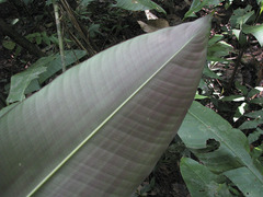 Heliconia metallica