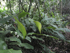 Heliconia metallica