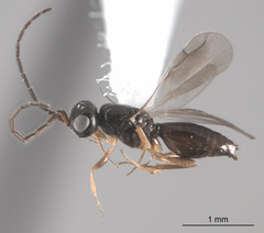Megaspilidae