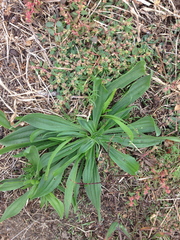 Plantago lanceolata