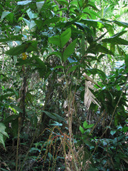 Geonoma aspidiifolia