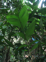Geonoma aspidiifolia