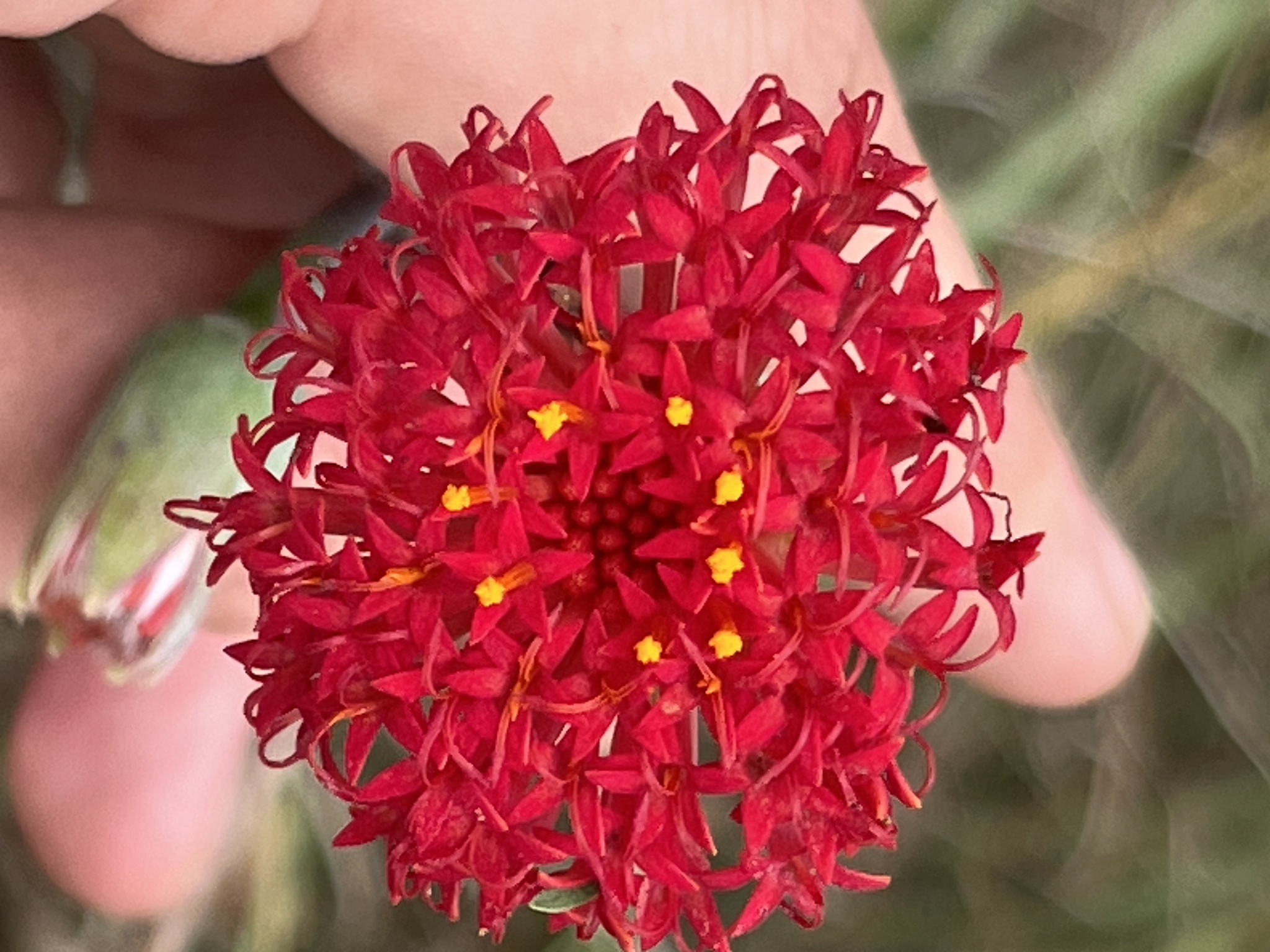 Kleinia abyssinica