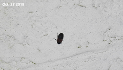 Dermestes vorax