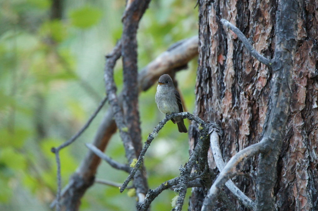 Western Wood-pewee