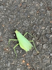 Hierodula patellifera patellifera