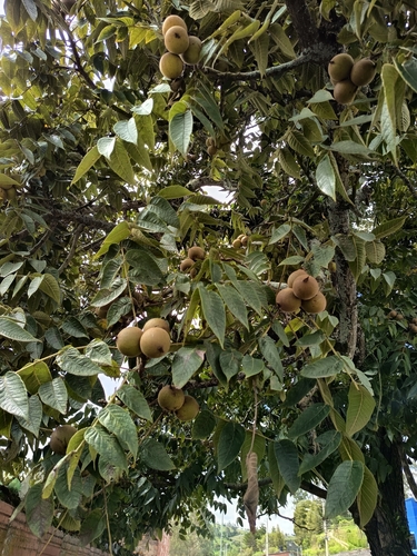 Juglans neotropica, photograph 6