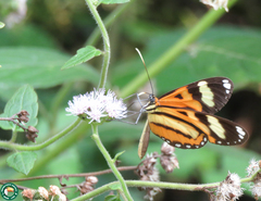 Hypothyris ninonia daeta