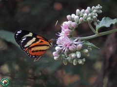 Hypothyris ninonia daeta