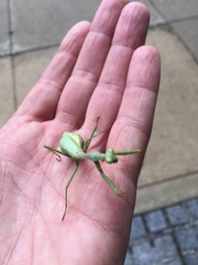 Stagmomantis carolina