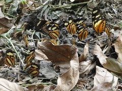 Hypothyris ninonia daeta