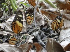 Hypothyris ninonia daeta