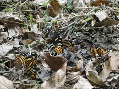 Hypothyris ninonia daeta