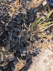 Synbranchus marmoratus