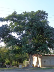 Ficus obtusifolia