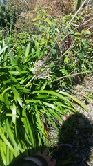 Cornus capitata