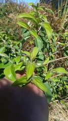 Cornus capitata