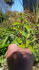 Cornus capitata