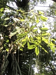 Pseudopanax lessonii