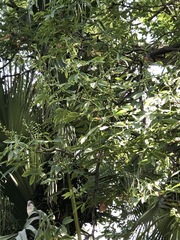 Pseudopanax lessonii